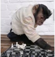 Обезьянка играет не в шахматы, а с шахматами